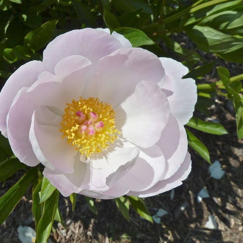 Peony season, finally