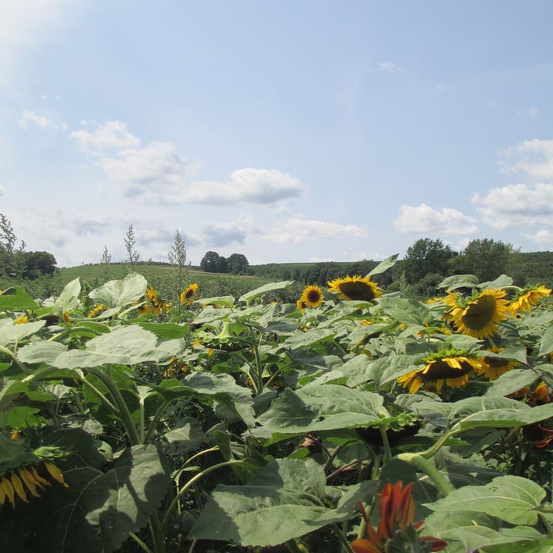 Sunflowers before the heat