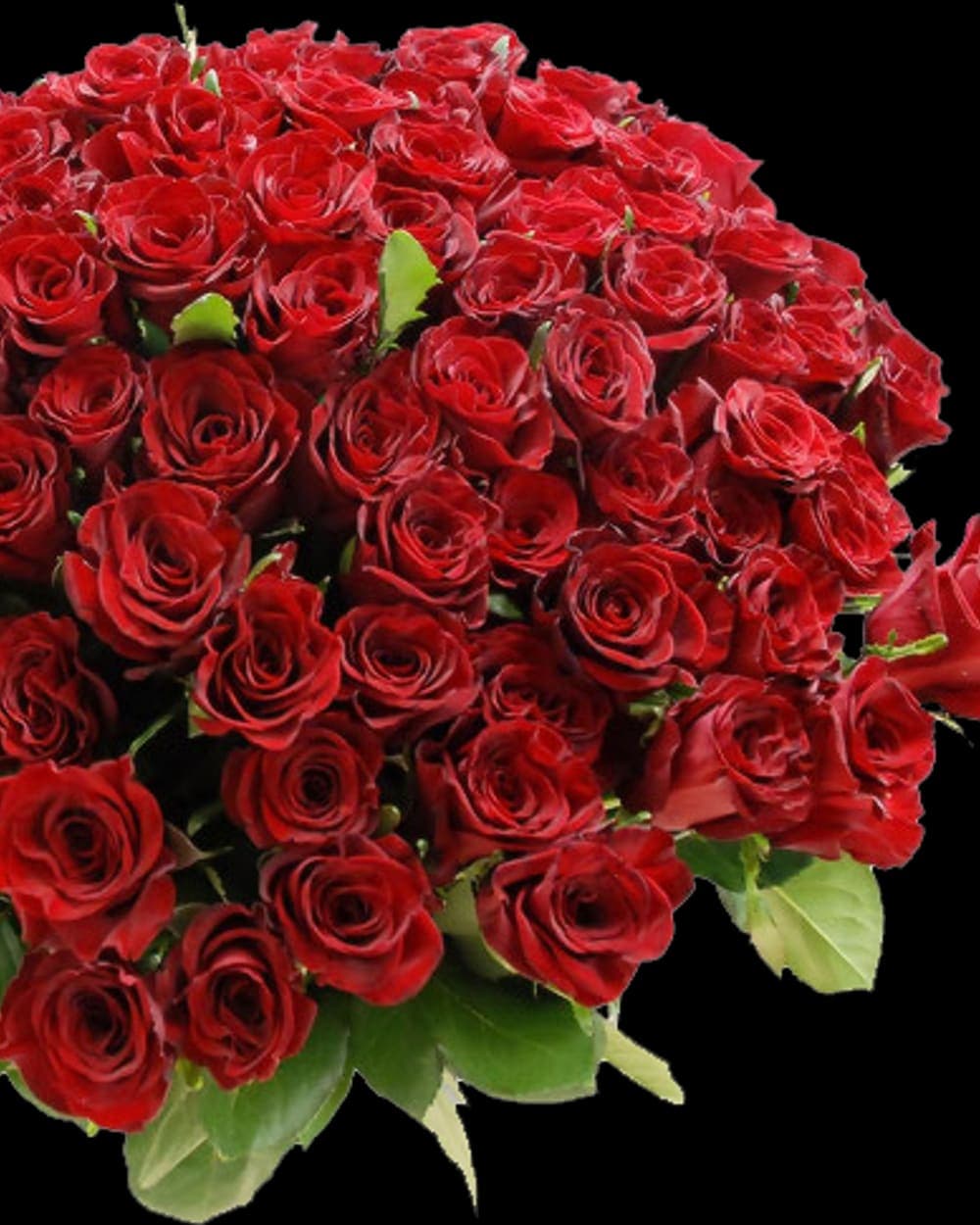 Eternal Rouge Roses