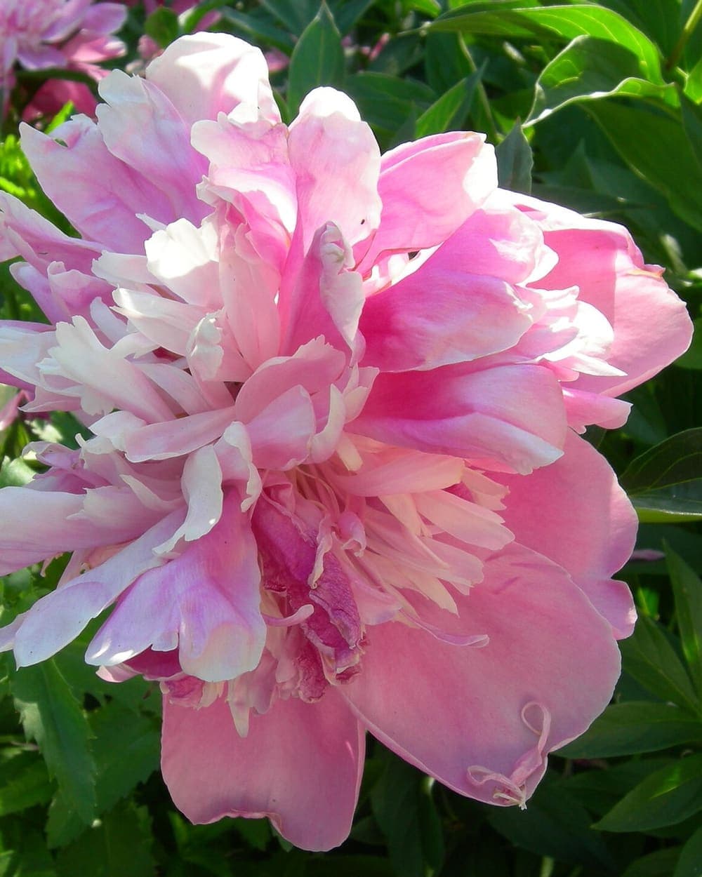 Peony Poetry