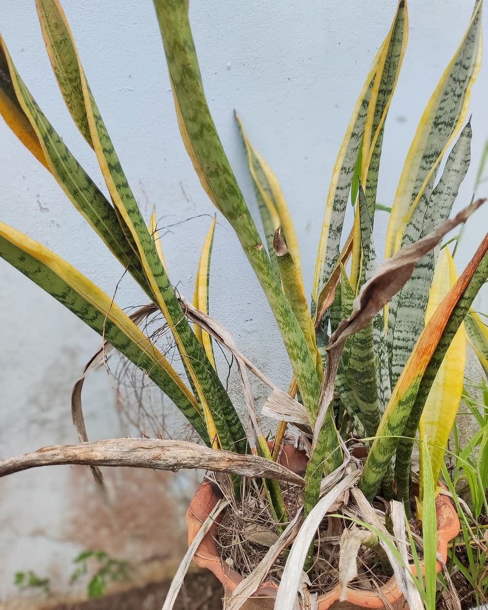Snake Plant Noir